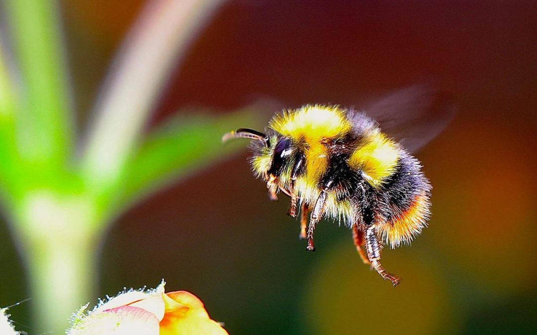Ökoszisztémánk tartópillérei: a méhek – Érdekes tudnivalók és 10 tipp a megóvásukért
