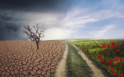 Május 15. Nemzetközi klímaváltozási akciónap – hogy ne legyen forró a talaj a lábunk alatt…